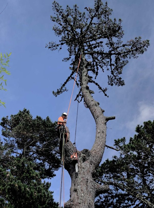 Home Page - Certified Auckland Arborists-min